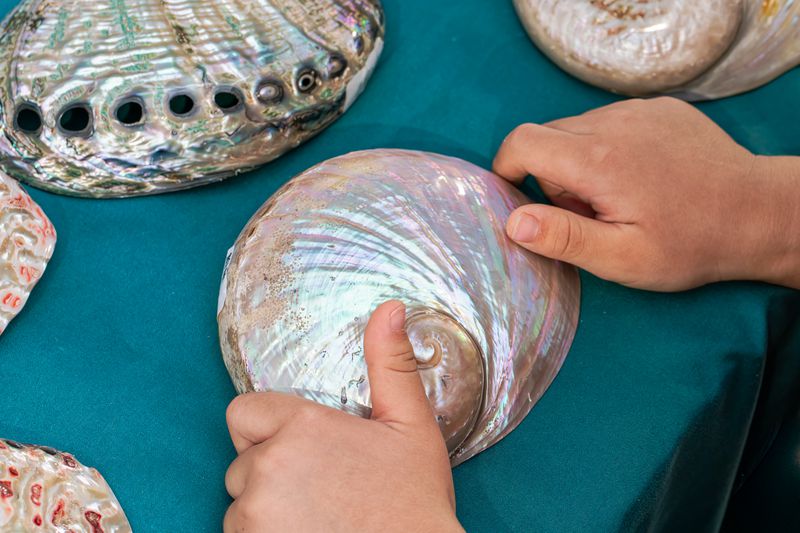 Hands holding a shell which may show the Golden Ratio