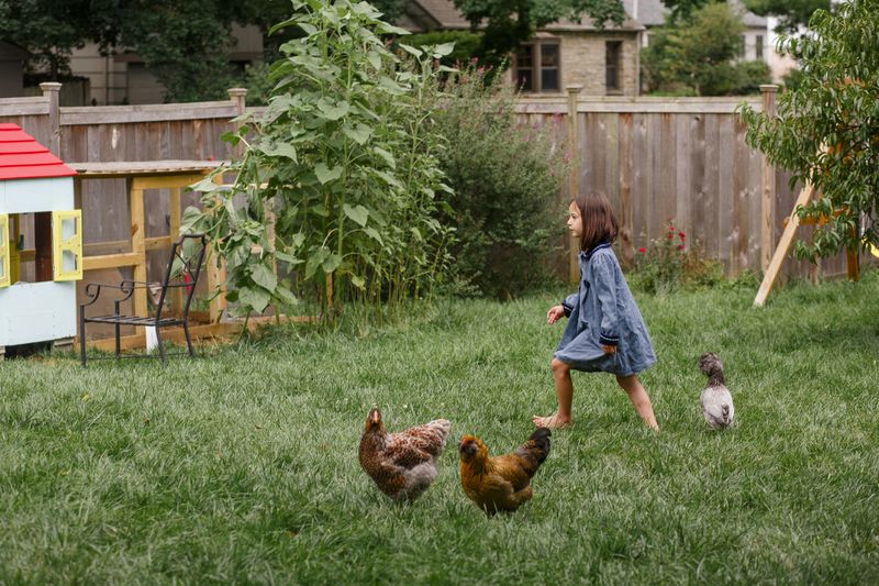 A girl walks in back yard with chickens