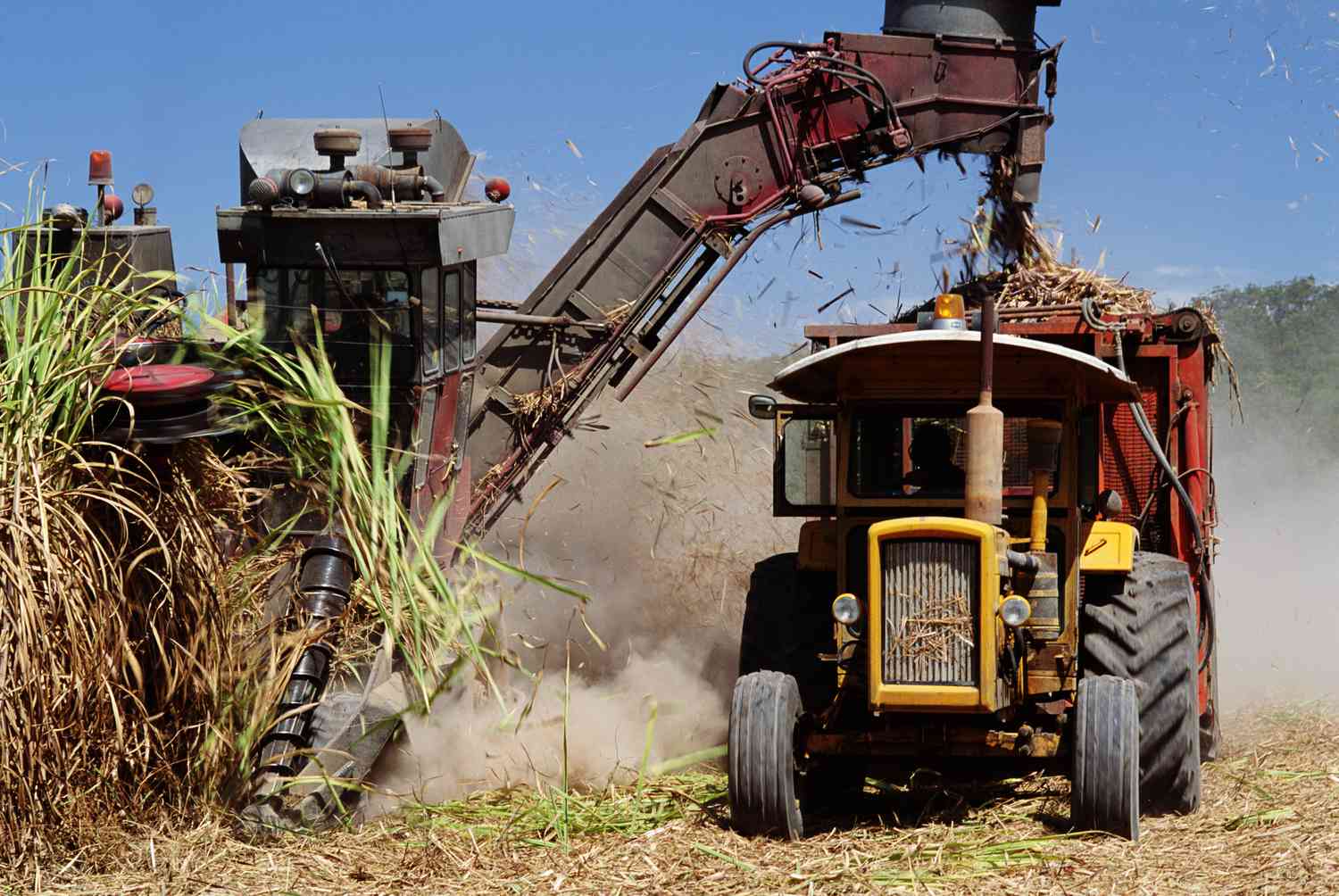 A sugar cane harvestor conveys harvested canes into a container pulled by a tractor at a large scale sugar cane plantation in Australia.
