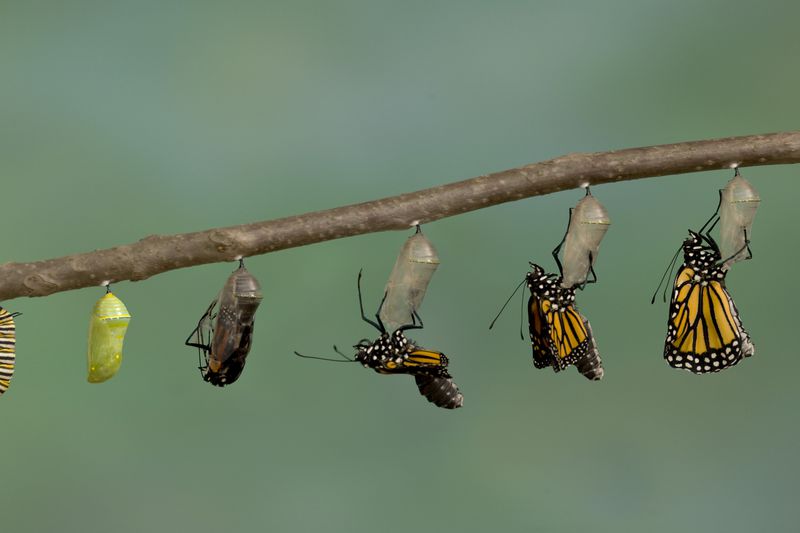 A caterpillar becoming a butterfly in stages
