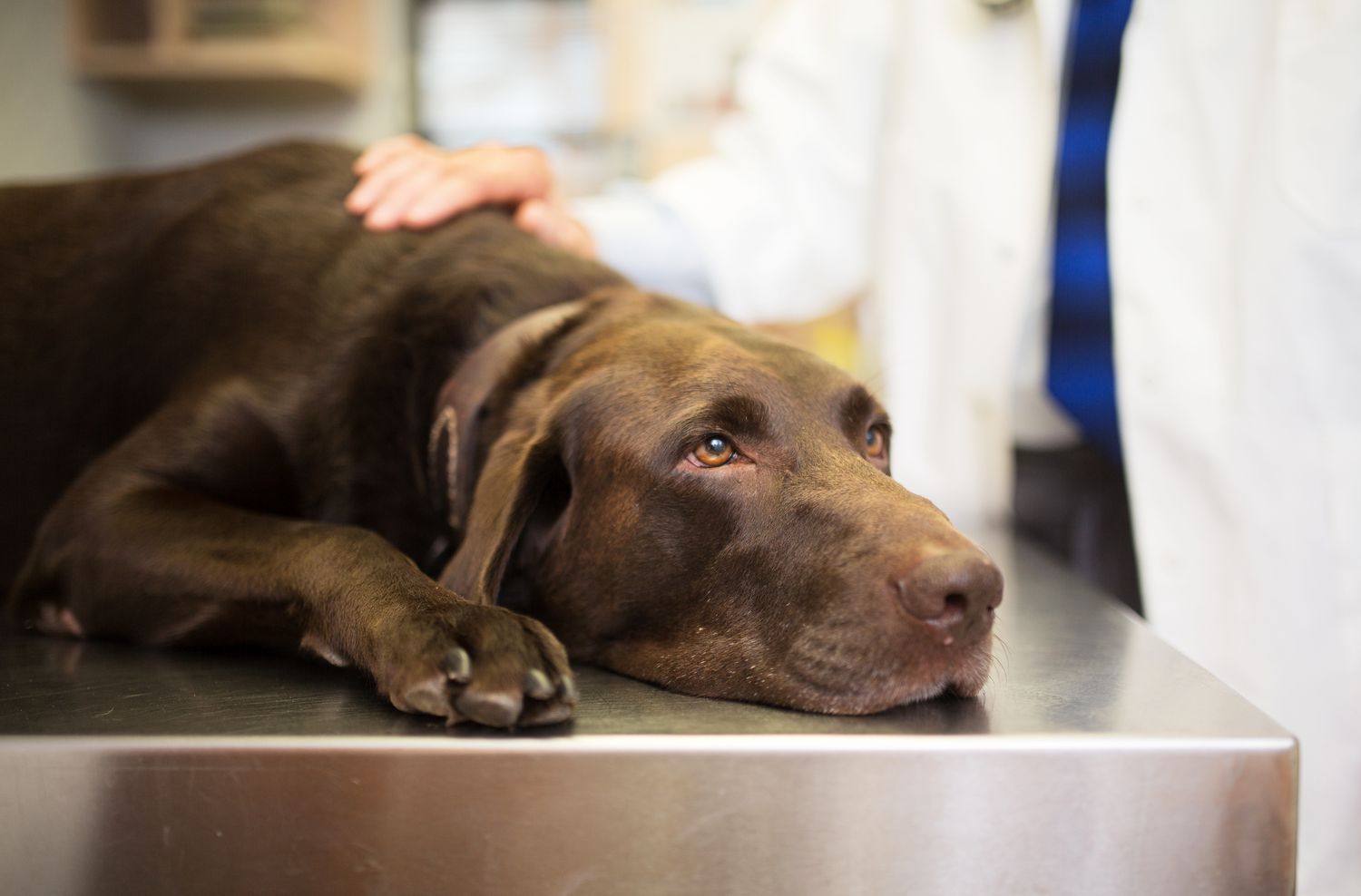 labrador retriever on exam table being pet by vet