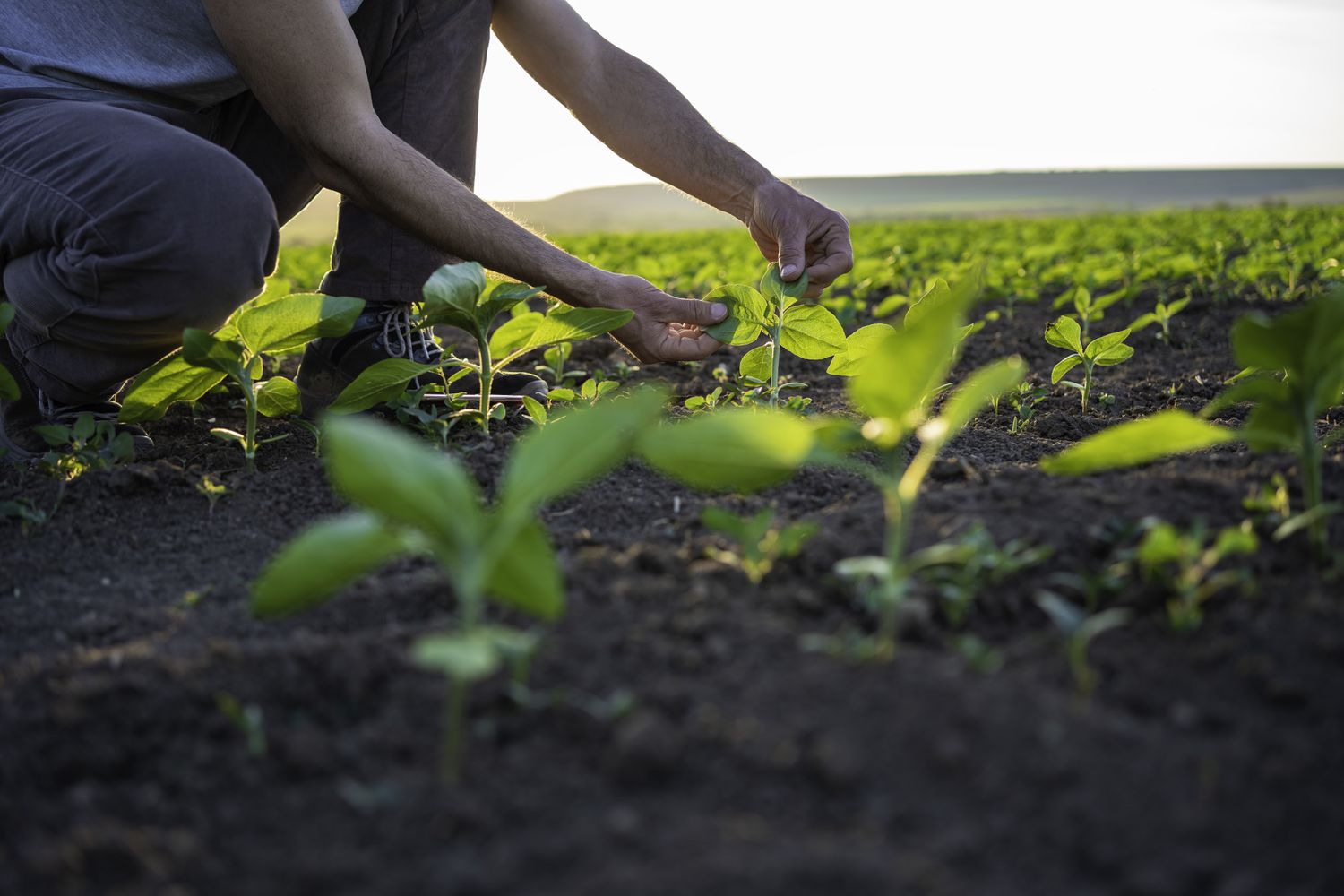 Farmer examining crop