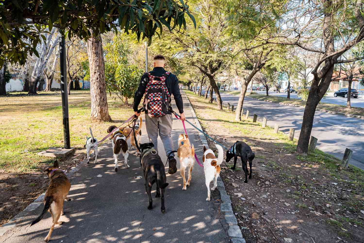 A person walks multiple dogs on a sunny day. 