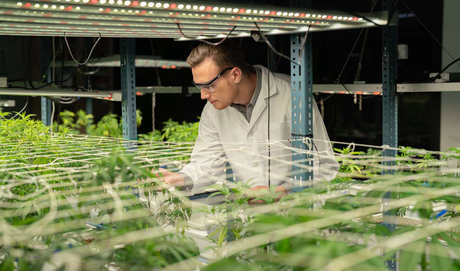 Manin a cannabis factory examining plants