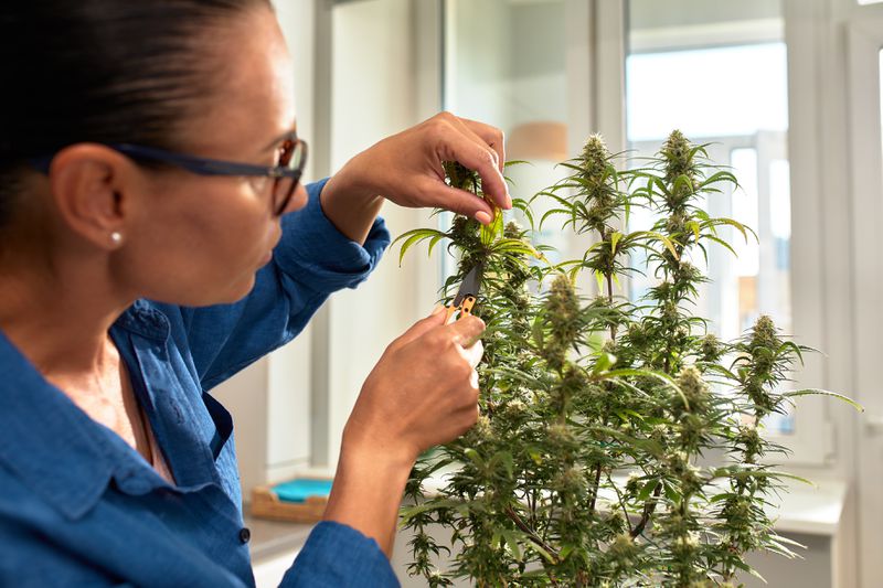 Woman trimming cannabis leaves
