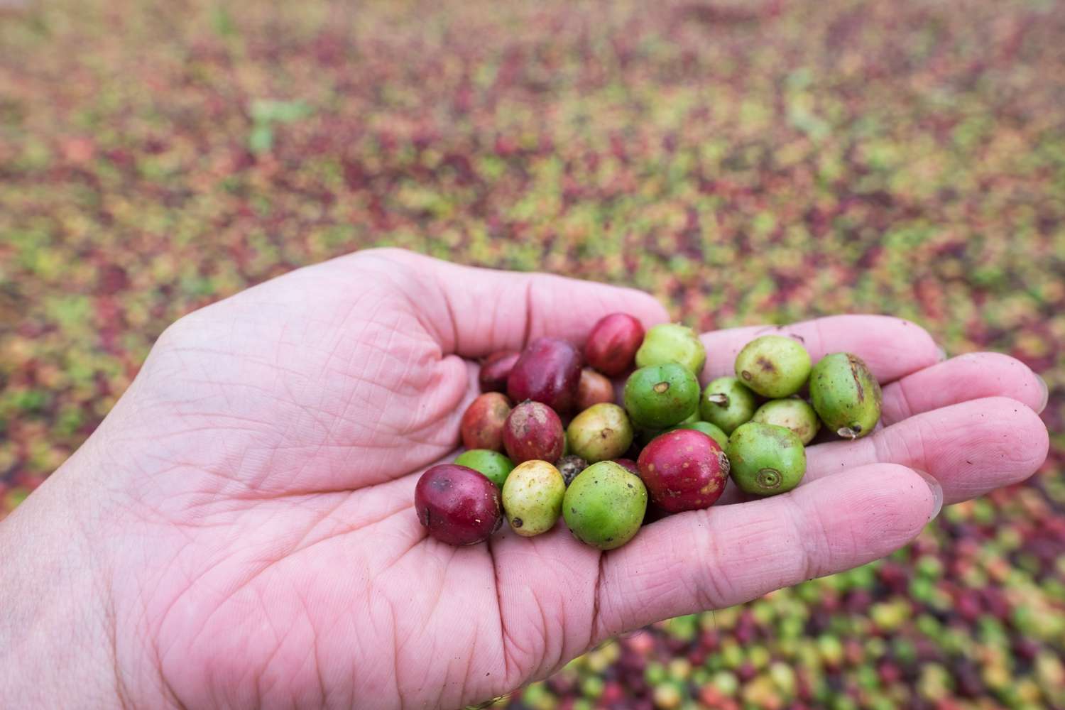 A person holding a handful of raw coffee beans in their hand with a massive pile of beans in the background