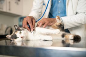 A veterinarian with a cat