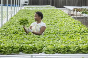 A farmer working with vegetables in a greenhouse.
