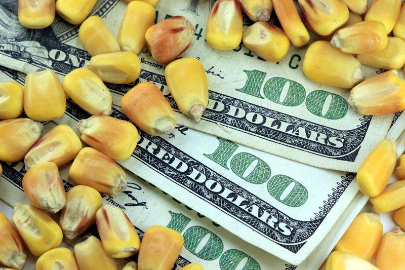 US currency one hundred dollar bill with yellow corn.