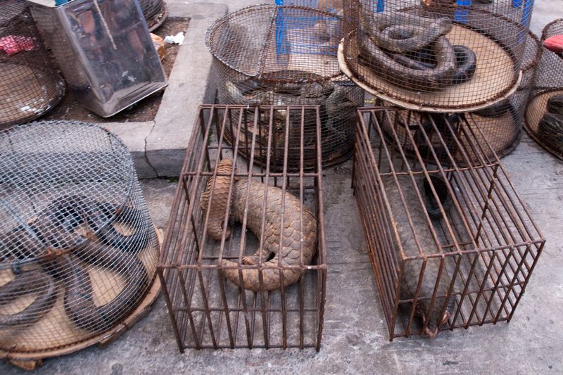 Illicit Endangered Wildlife Trade in Möng La, Shan, Myanmar
