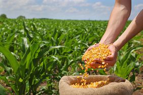 Farmer in a corn farm. His hands are fill of corn from a sack of corn.
