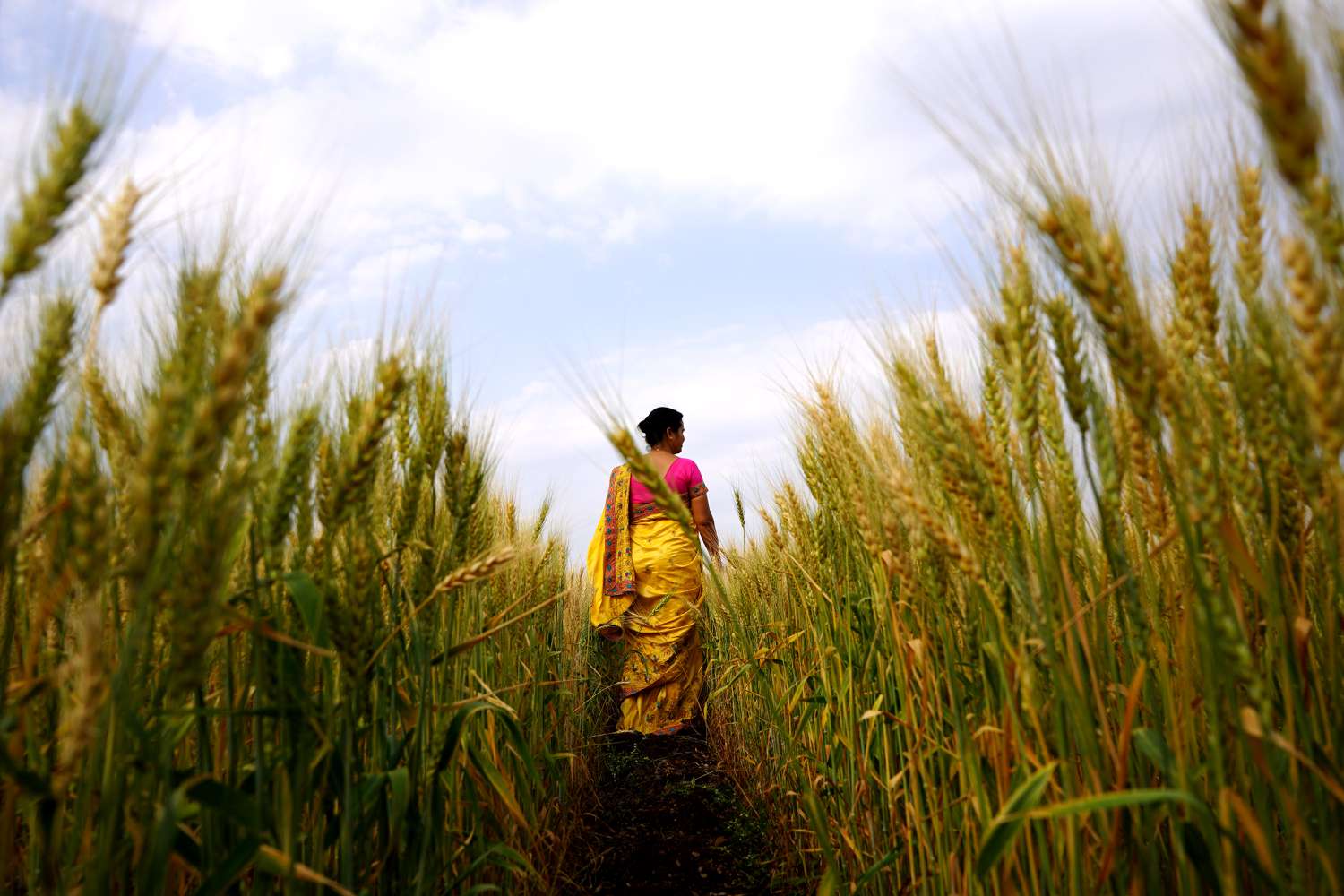Woman wearing a sari walking through a wheat field