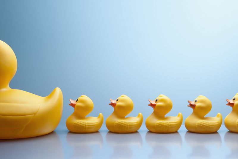 Mother rubber duck leading several rubber ducklings