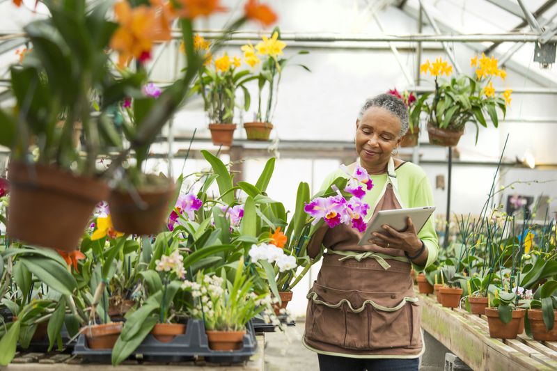 Elderly gardener using digital tablet in greenhouse.