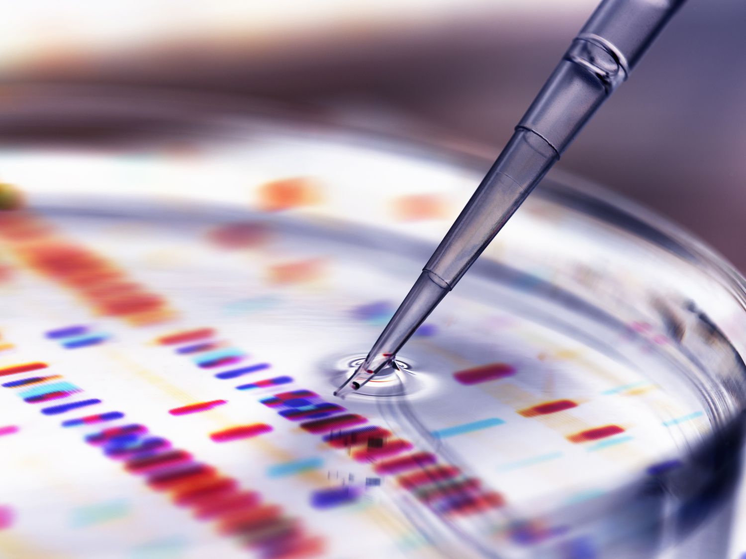 Pipette Adding Sample to Petri Dish With Dna Profiles in Background
