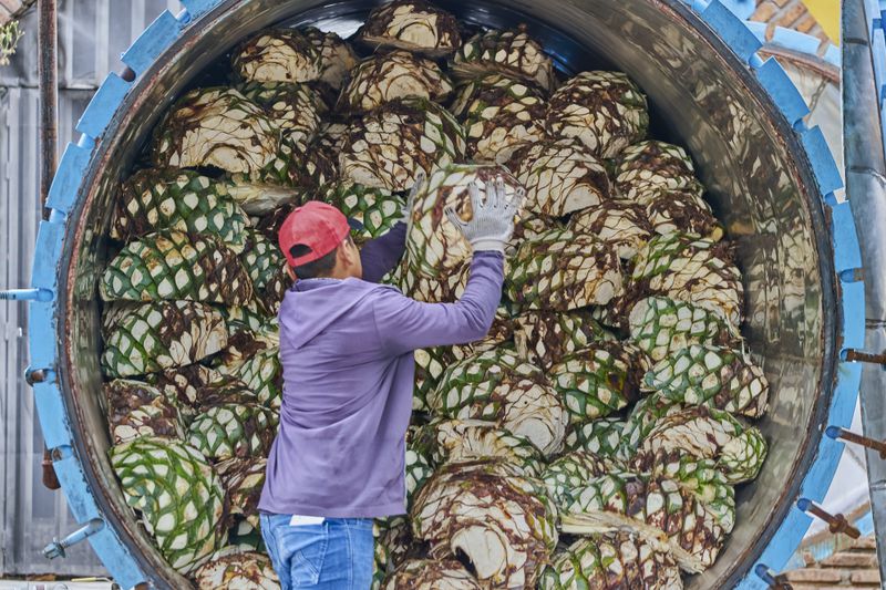 Man piling agave in a large oven ready to steam it.