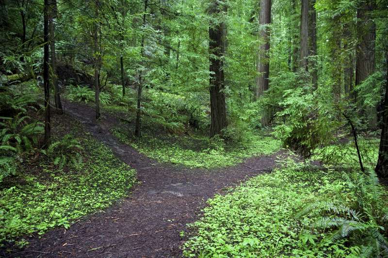 A forked path in a lush green forest 