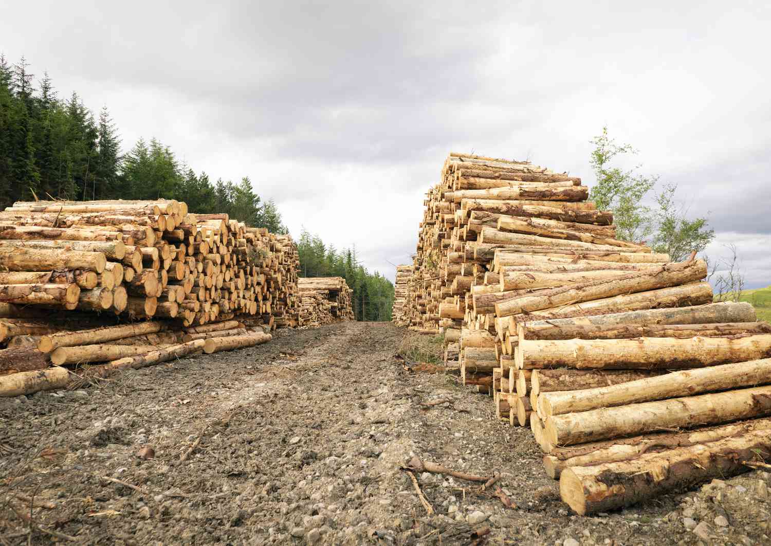 Tall stacks of cut timber left to dry in rows near the edge of a cultivated pine forest