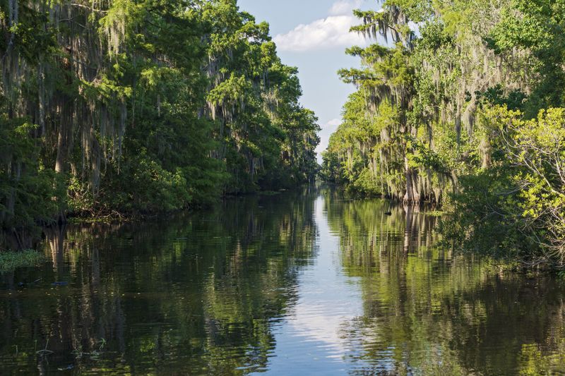 Bayou of Mississippi river delta region in Jean Lafitte National Park near New Orleans, Louisiana.