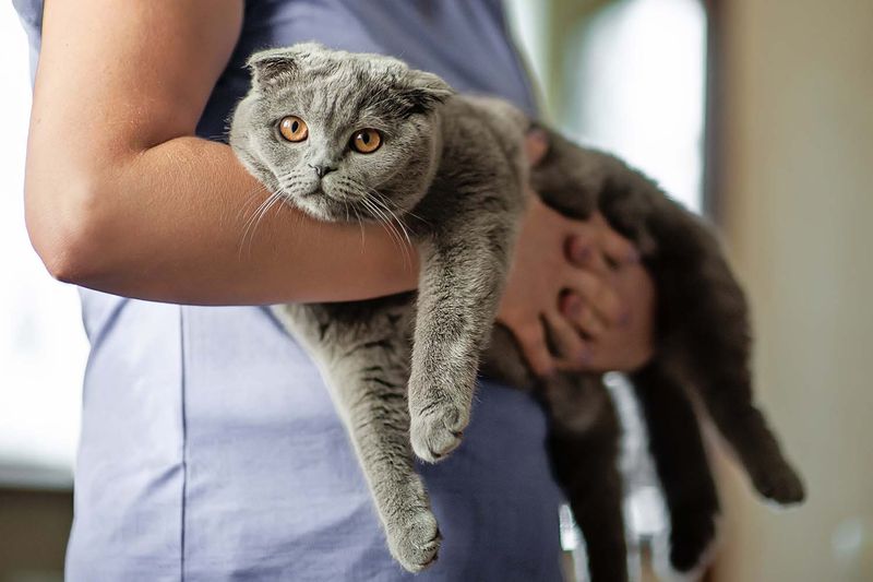 veterinarian is holding a Scottish Fold cat