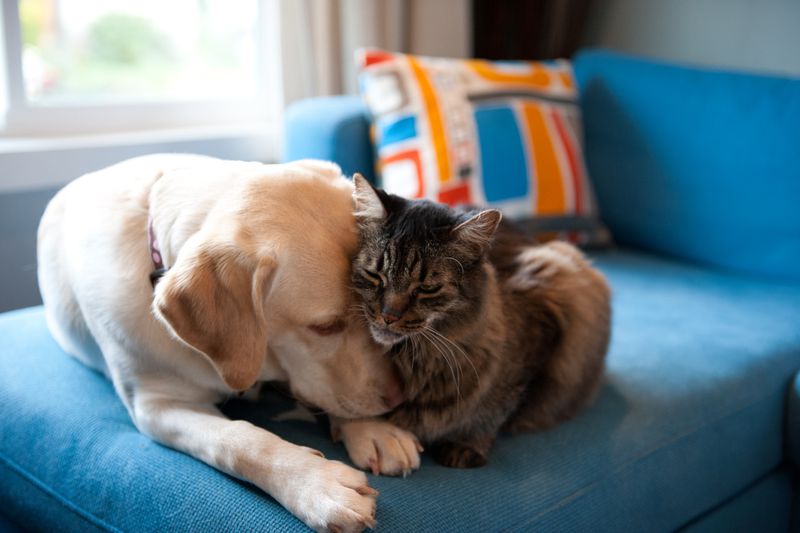 Dog and cat snuggling on a couch