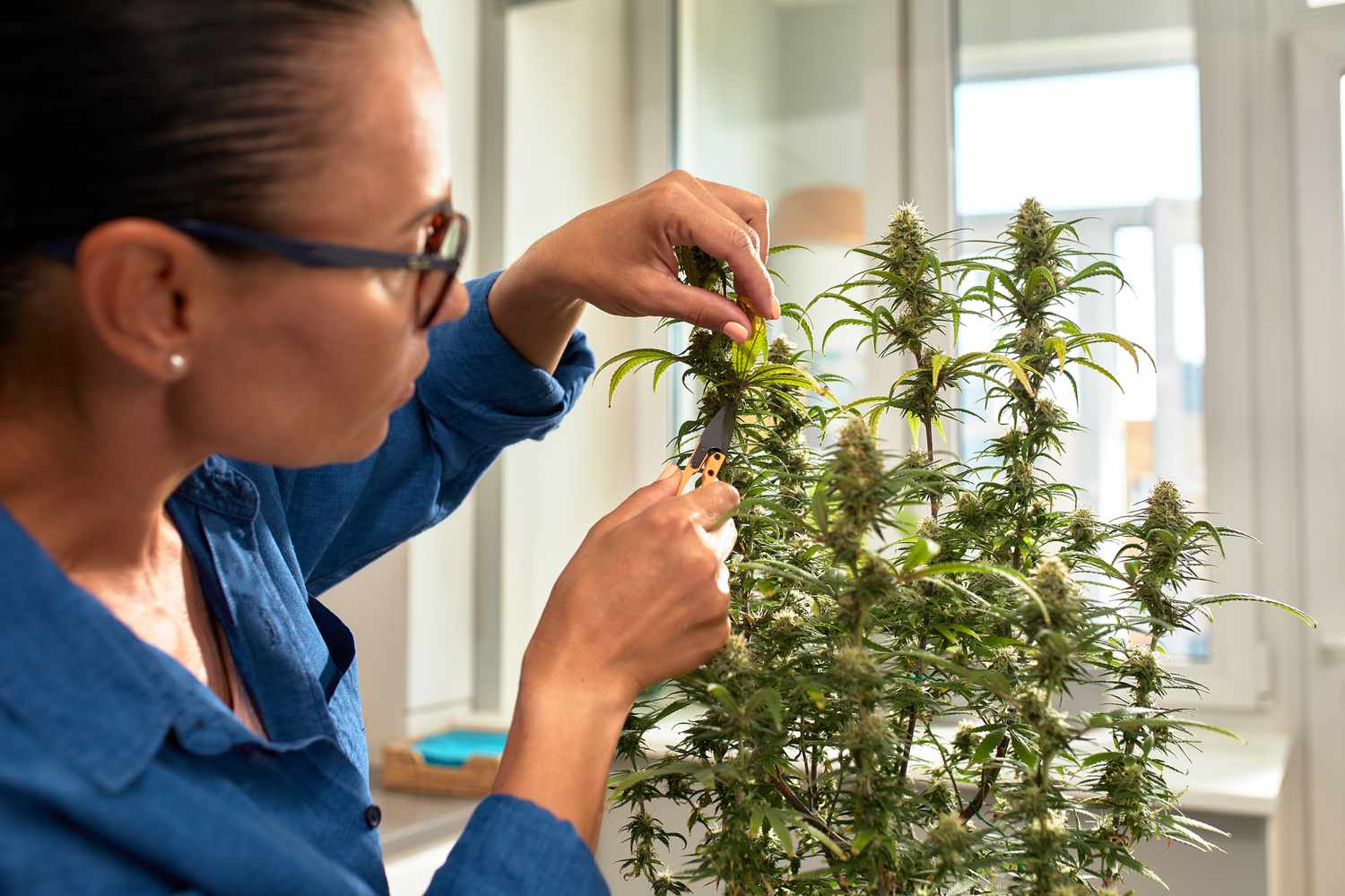 Woman trimming cannabis leaves