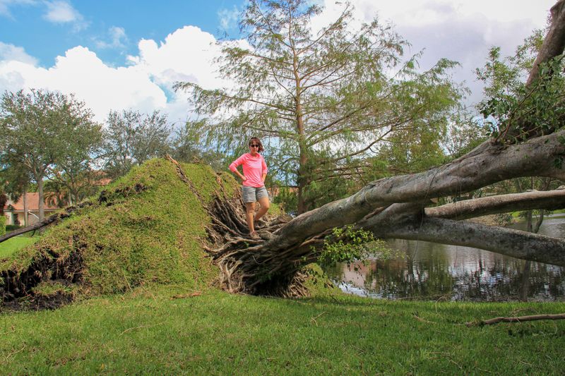 A woman stands on the trunk of a windblown tree after Hurricane Irma.