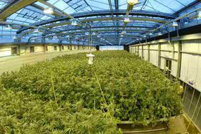 Cannabis