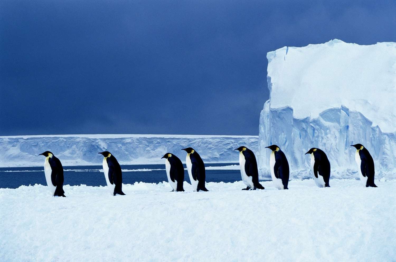 Penguins walking on the snow in a straight line. 