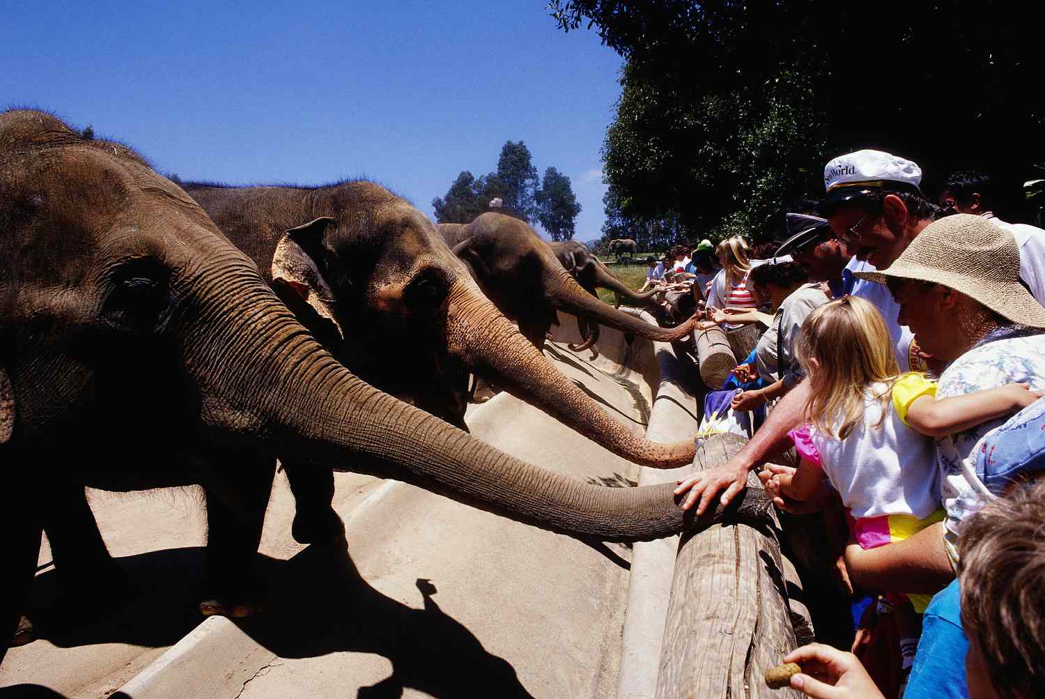 People Petting Elephants at the San Diego Zoo