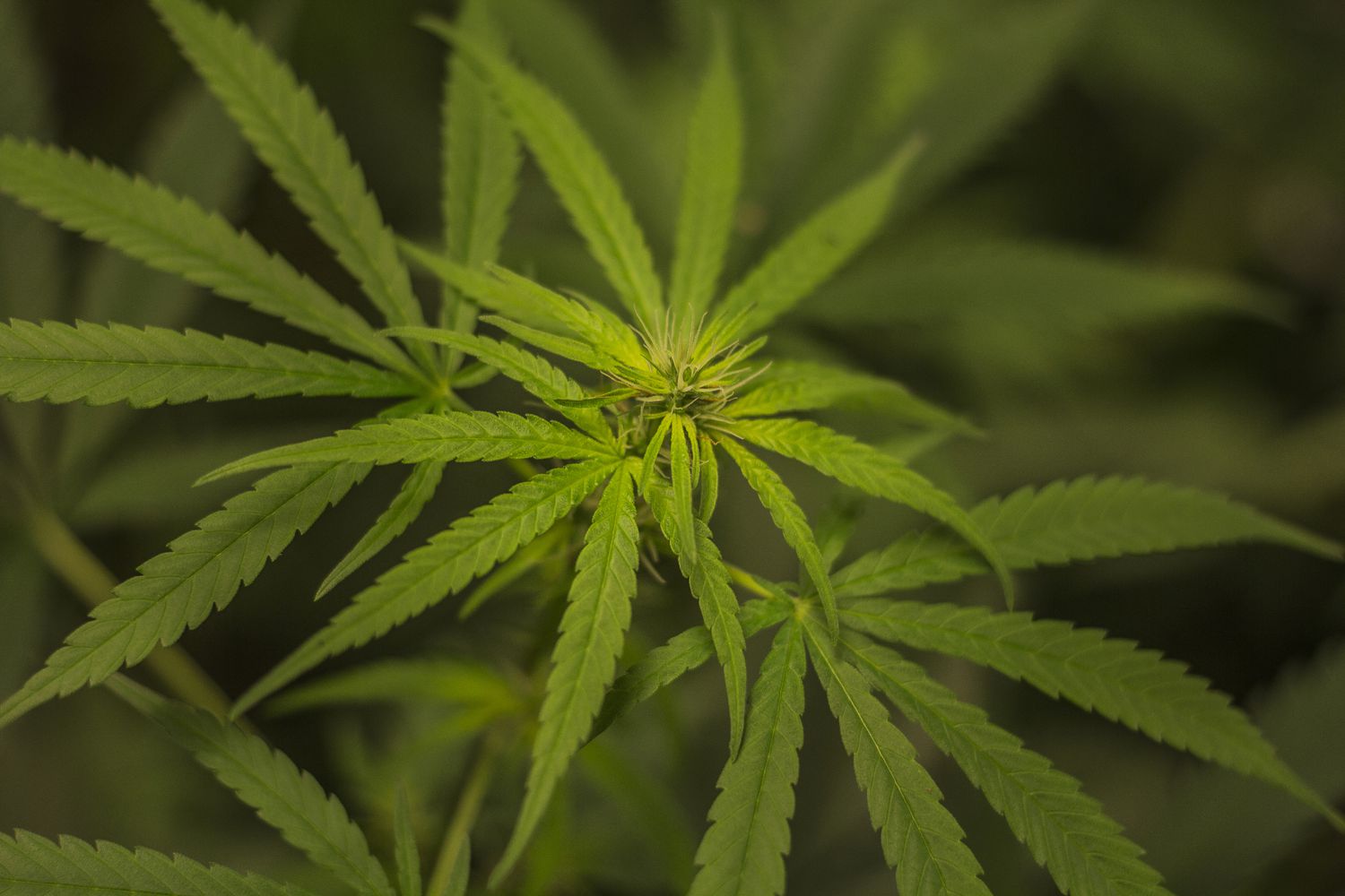 Cannabis plant