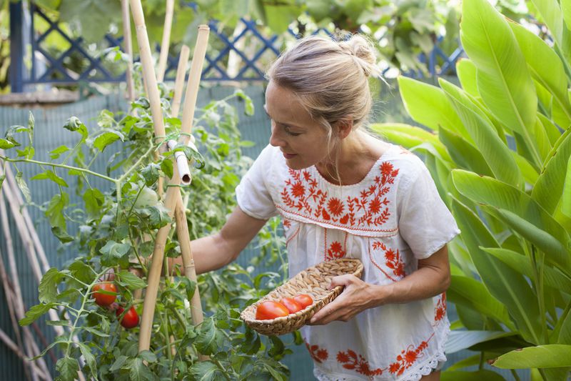 Woman harvesting tomatoes in her backyard. 