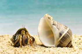 A hermit crab looking at a large shell
