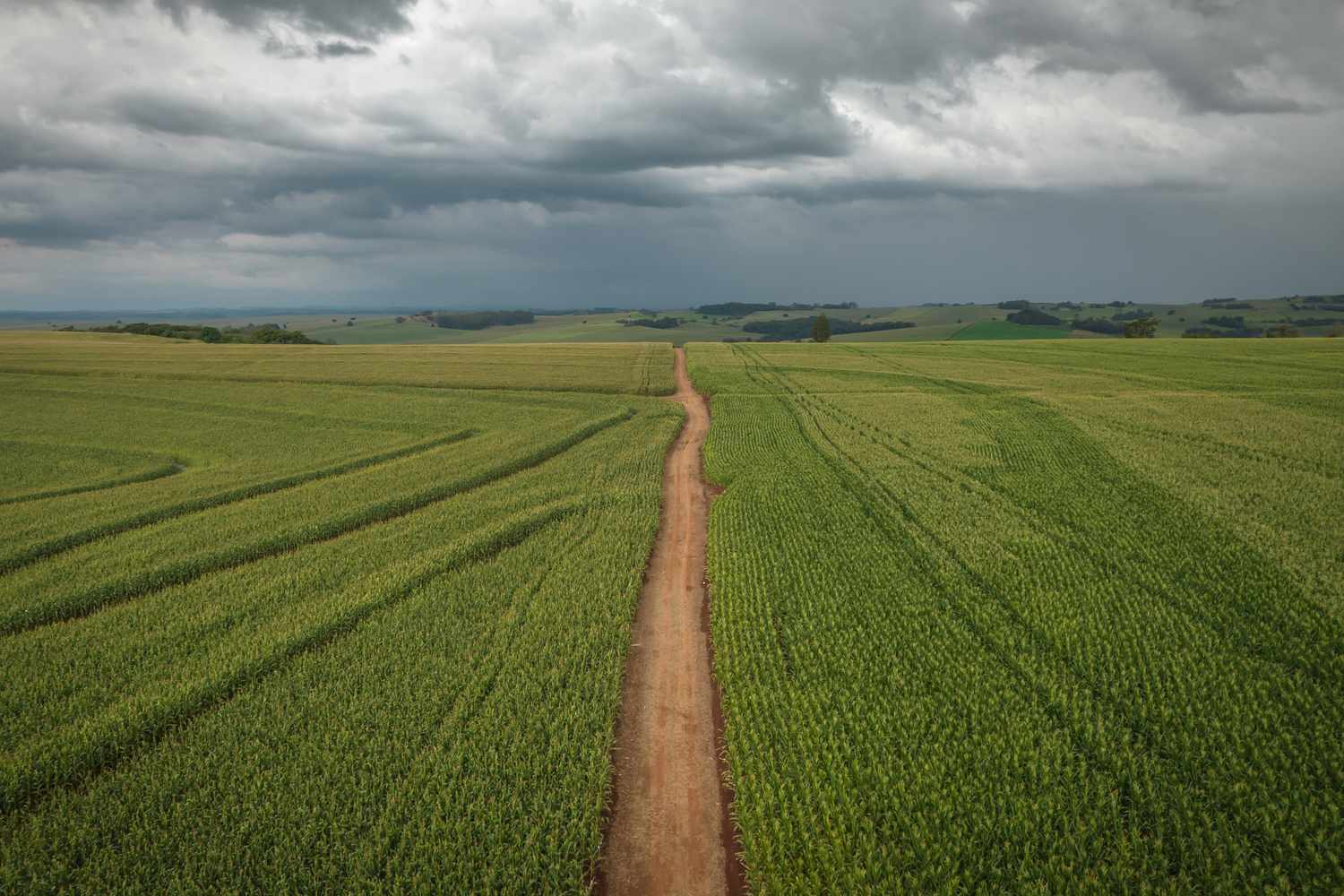 Corn fields in Brazil.