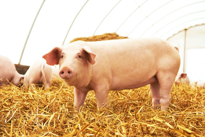 Young piglet at pig breeding farm