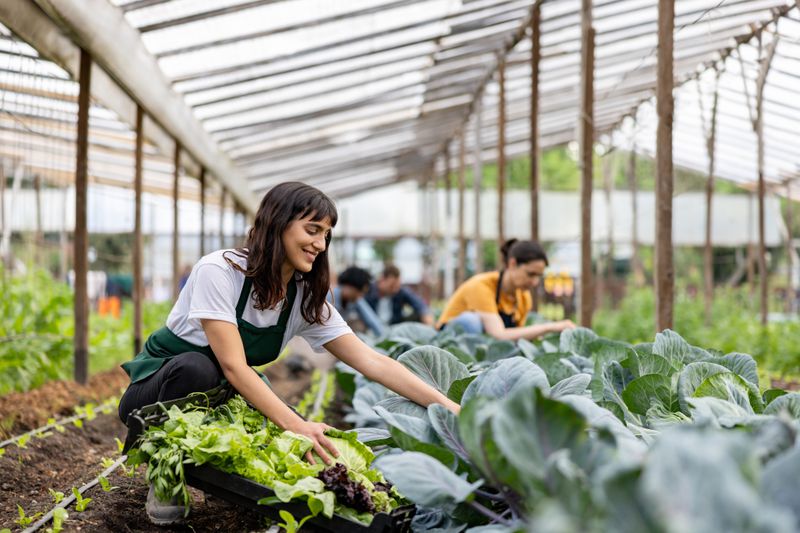 Women working in an organic farm