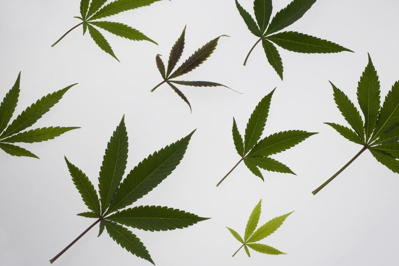 Marijuana leaves
