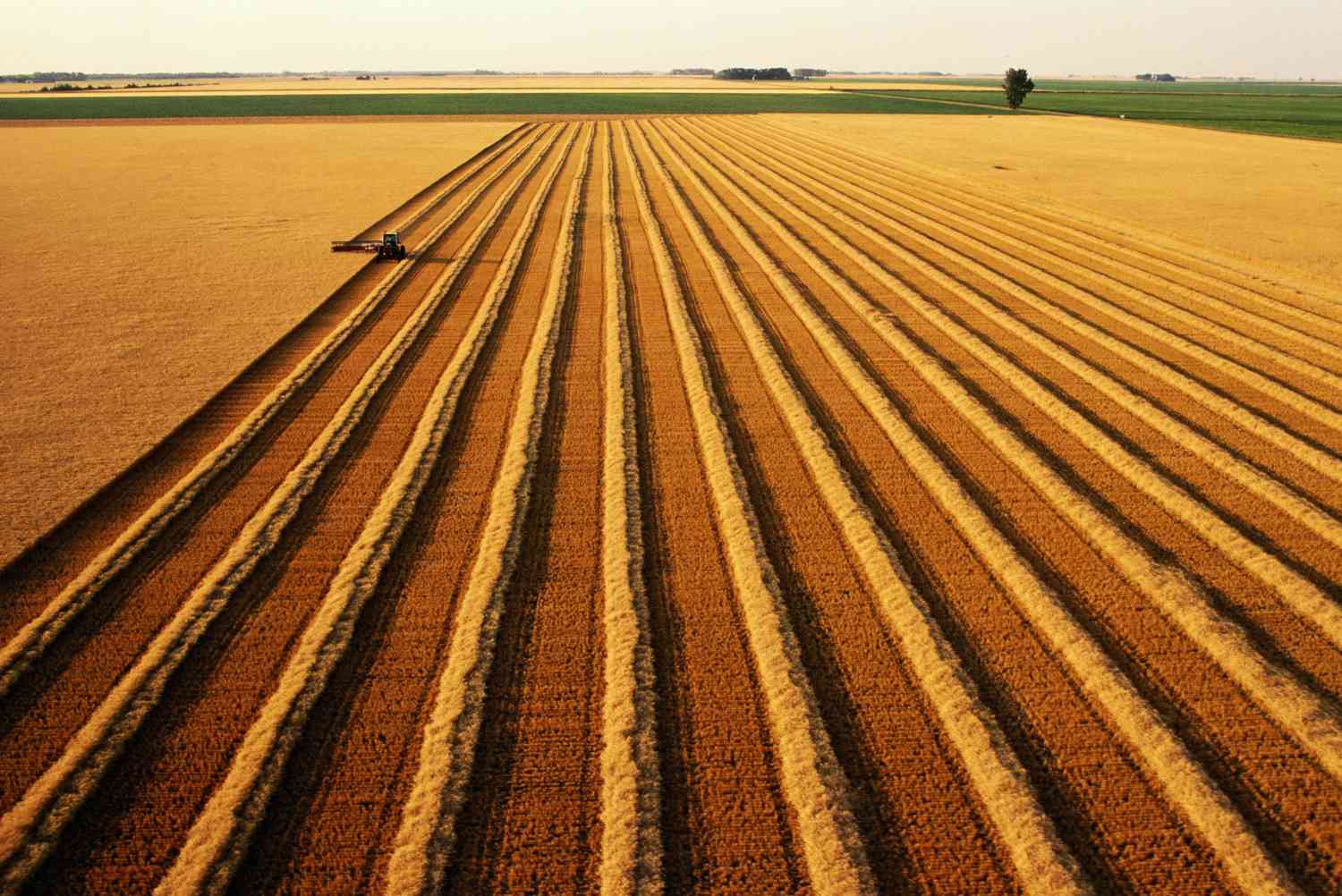 wheat_field_Andy_Sacks_Stone_Getty.jpg