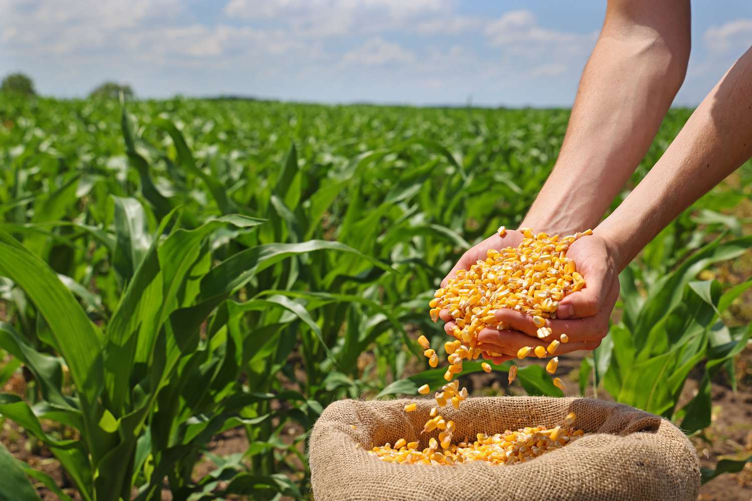 Farmer in a corn farm. His hands are fill of corn from a sack of corn.