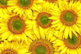 Sunflowers upclose.