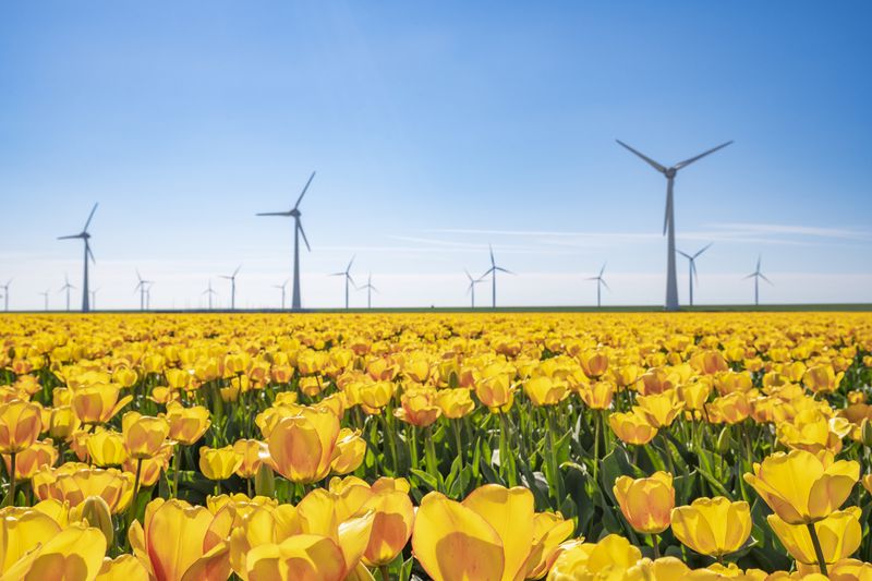 Wind turbines and tulips