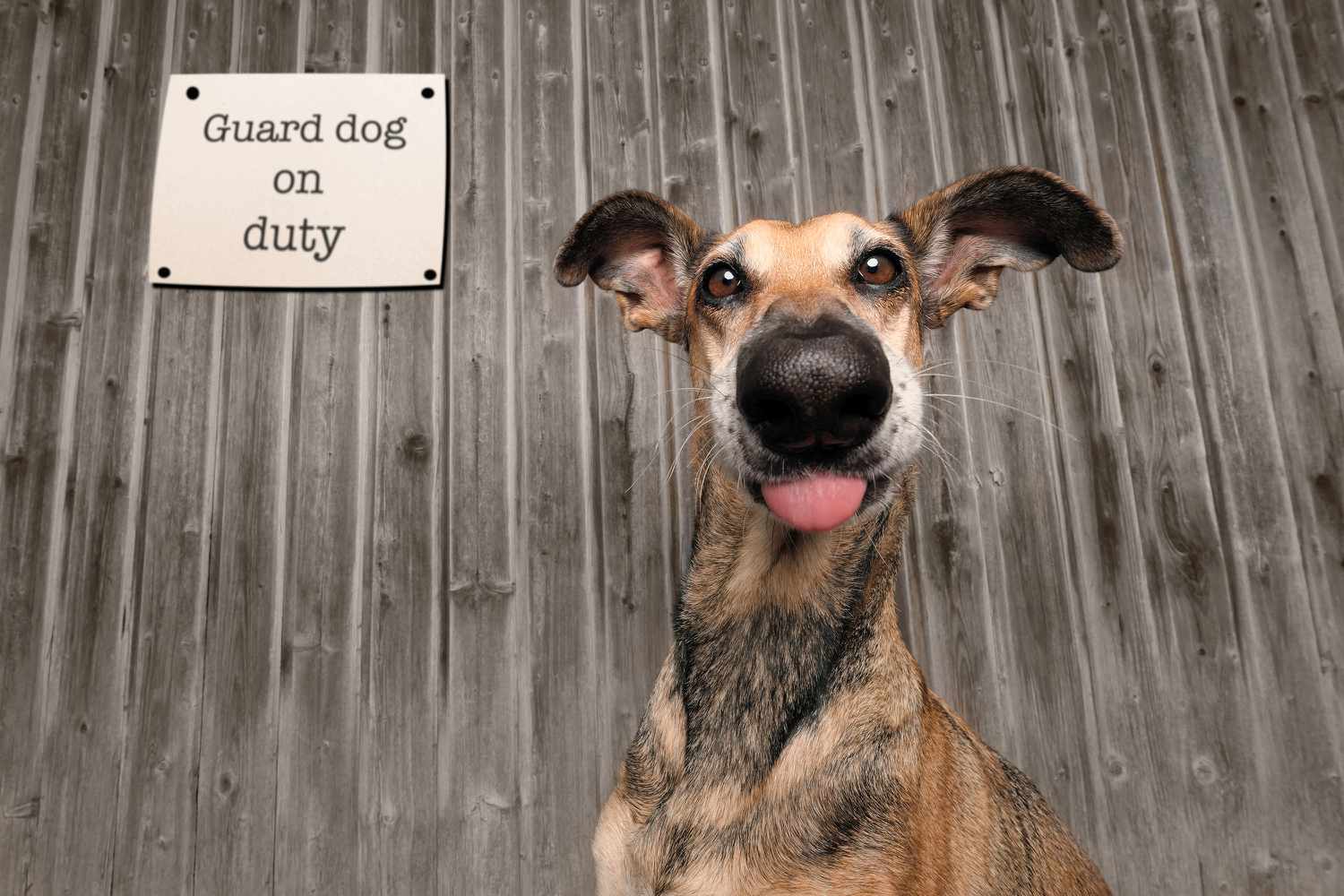 dog sticking out its tongue