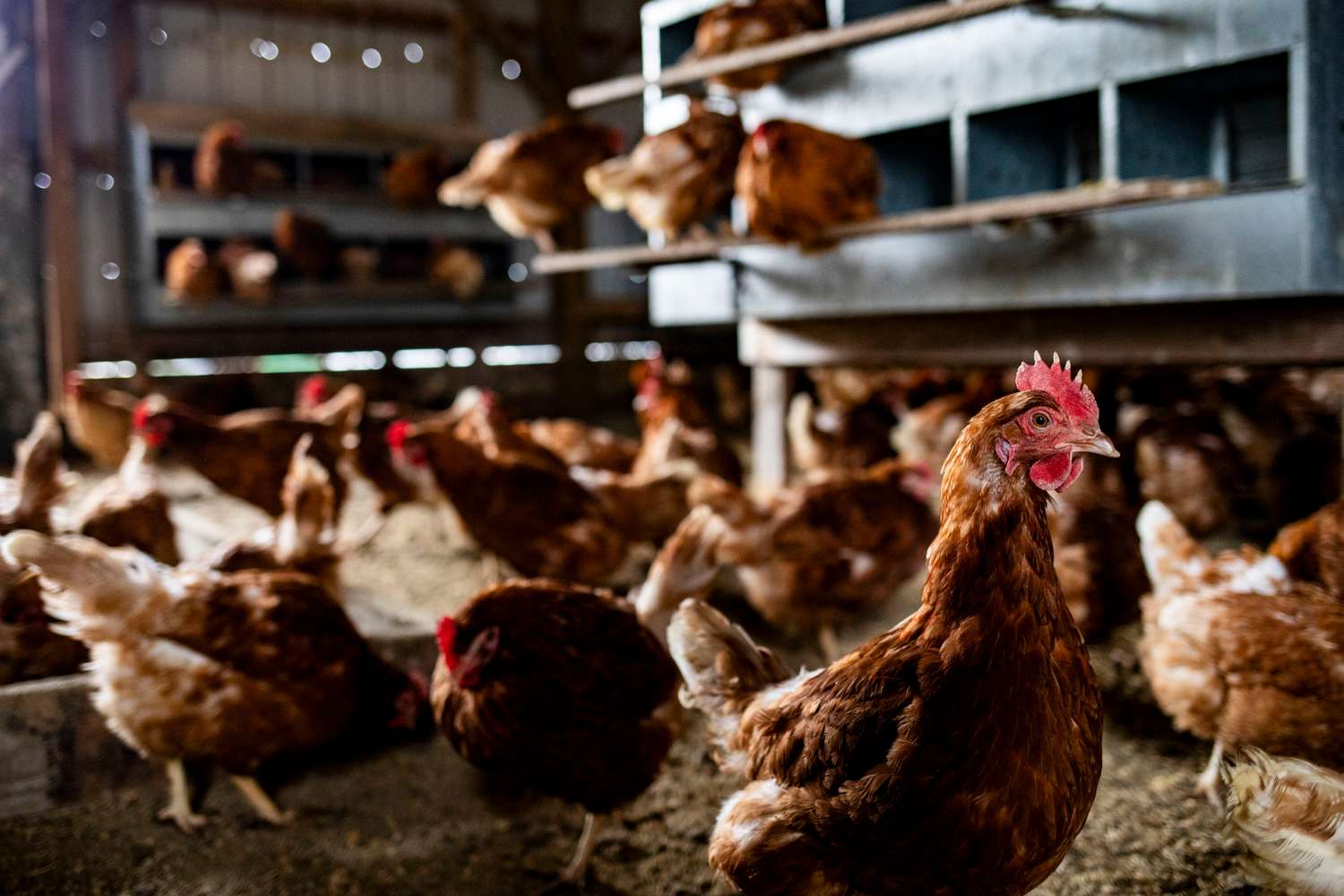ISA Brown chickens in a chicken coop at an egg farm in Mason, Michigan, US, on Monday, March 3, 2025. 