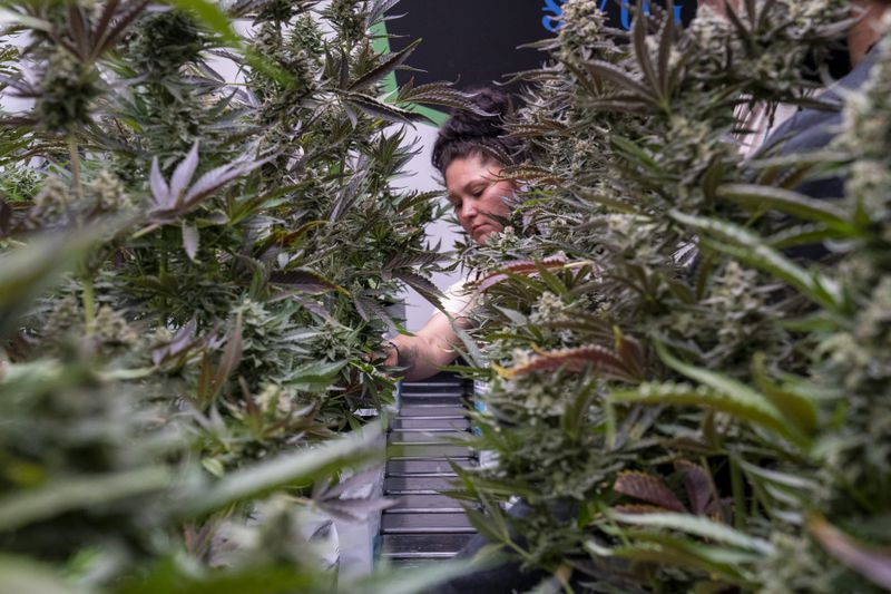 Farmer tending to marijuana plants