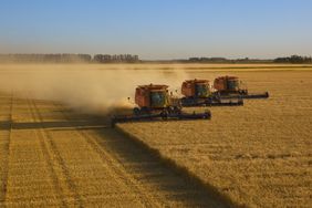 Three combines harvest wheat.