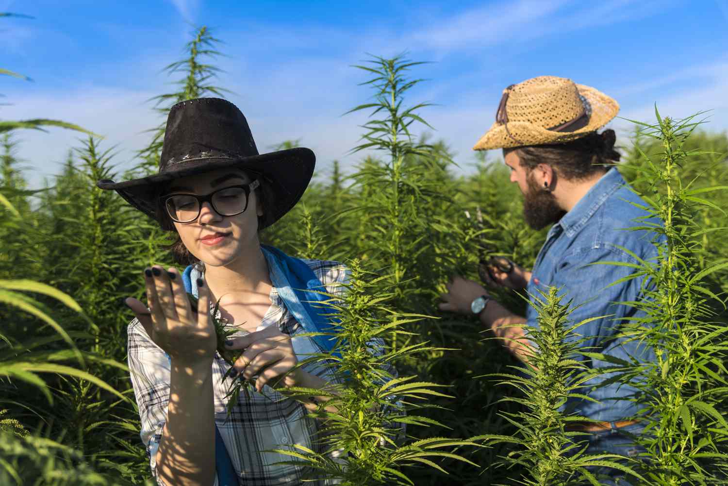 Couple in a cannabis farm