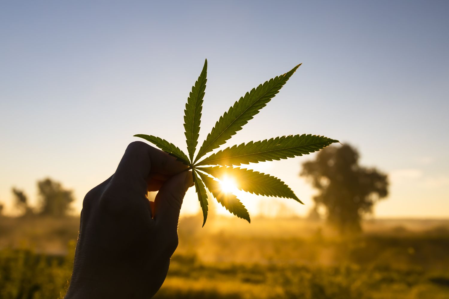 A marijuana farmer holding a leaf in the air with a sunset in the background. 