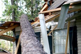 A tree is blown over to hit a house during hurricane Katrina.