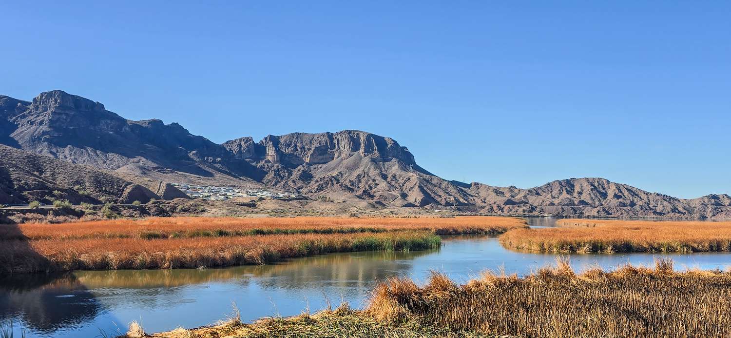 Colorado River riparian environment south of Lake Havasu in Arizona. 