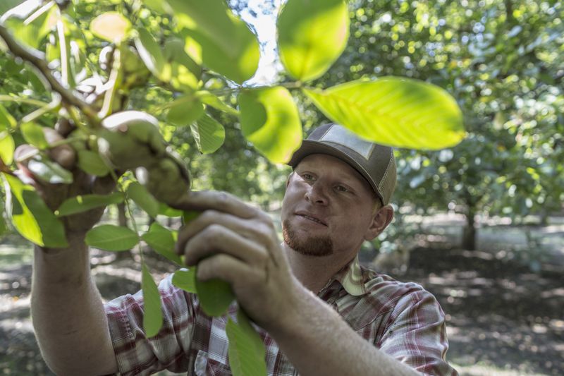 A person with a hat checking on a nut on a California tree.